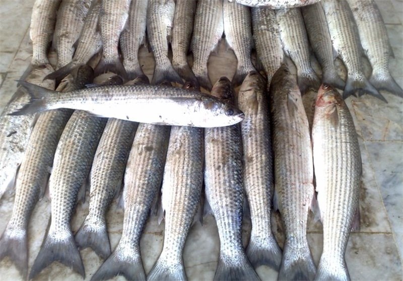 تولید 19 هزار تن ماهی در قطب تولید ماهیان سردابی کشور