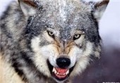 گرگ‌ها تاکنون 6 کودک راخورده اند، سر یوزپلنگ ایرانی به سلامت