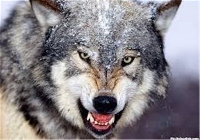 گرگ‌ها تاکنون 6 کودک راخورده اند، سر یوزپلنگ ایرانی به سلامت