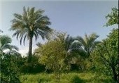 کاشت درختان بومی خوزستان جایگزین «کونوکارپوس» شود