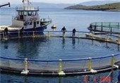 قشم مقام نخست تولید ماهی در قفس کشور را کسب کرد