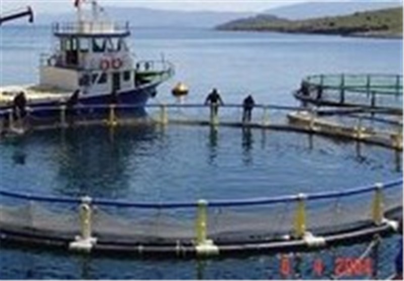 طرح‌ پرورش ماهی در قفس در استان اردبیل حمایت می‌شود/ارائه تسهیلات راه‌اندازی به متقاضیان