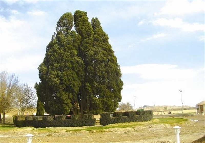 سرو 4500 ساله ابرکوه