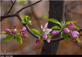 شکوفه های بهاری روستای اسلامیه تفت 