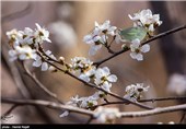 شکوفه های بهاری روستای اسلامیه تفت 