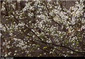 شکوفه های بهاری روستای اسلامیه تفت 