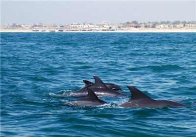 «جاذبه‌های گردشگری هرمزگان» از جزیره دلفین‌ها تا قلمرو پرستوهای دریایی