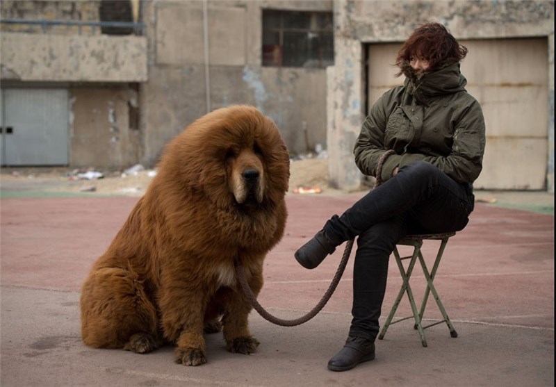 سگ ماستیف تبتی