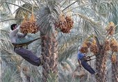 کاهش 20درصدی تولید خرمای مضافتی در شهرستان بم