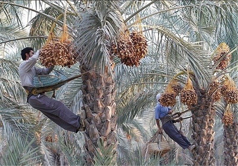 25 هزار تن محصول نخل‌های بوشهر خارک و رطب است