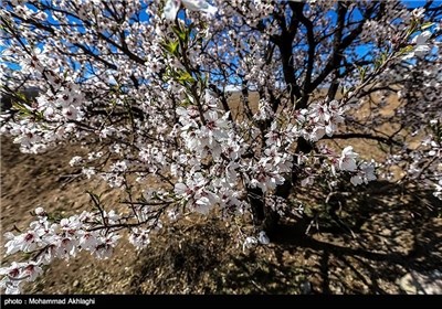 Iran’s Beauties in Photos: Spring in Iran