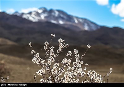 Iran’s Beauties in Photos: Spring in Iran