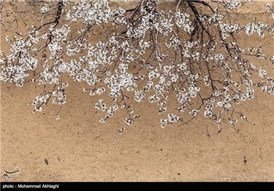 Iran’s Beauties in Photos: Spring in Iran