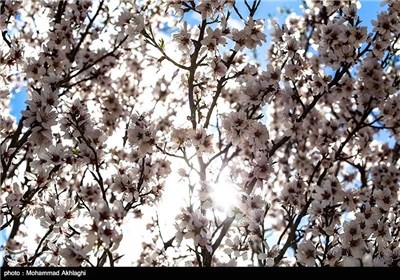 Iran’s Beauties in Photos: Spring in Iran