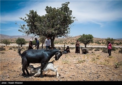 زندگی عشایر استان فارس