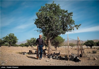 زندگی عشایر استان فارس