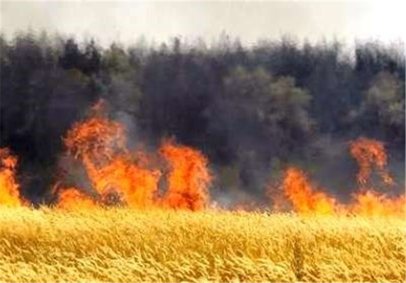 گندم زارهای پلدختر در آتش سوخت