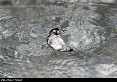 لاك پشت های پوزه عقابی از جمله گونه های جانوری در معرض خطر انقراض هستند كه با توجه به نقش آنها درحفظ سلامت اكوسیستم دریا از جمله مرجان ها اهمیت ویژه ای داشته و مورد توجه اتحادیه ها و سازمانهای جهانی مرتبط با حفظ حیات گونه های گیاهی و جانوری در حال انقراض قرار گرفته اند.