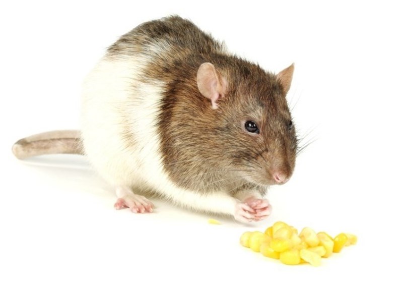 Rats Show Regret, A Cognitive Behavior Once Thought to Be Uniquely Human