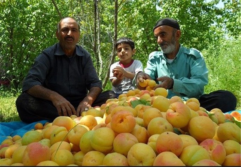 برداشت 4766 تن انواع میوه زودرس و بهاری از باغ‌های نهاوند آغاز شد