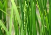 ظهور نخستین خوشه برنج گیلان در رضوانشهر