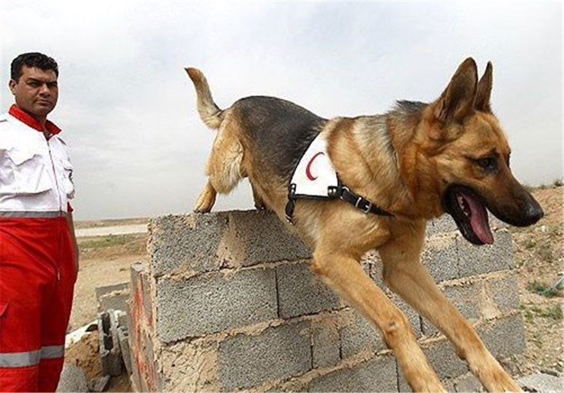 توانایی بالای ایران در زمینه آموزش و نگهداری سگ‌های تجسس امداد