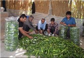 برداشت 11 هزار تن خیار از سطح مزارع شهرستان پلدختر