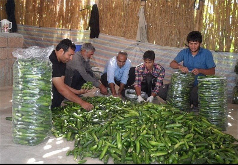 برداشت 11 هزار تن خیار از سطح مزارع شهرستان پلدختر