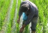 کشاورزان مازنی خزانه‌گیری برنج را زودتر انجام دهند
