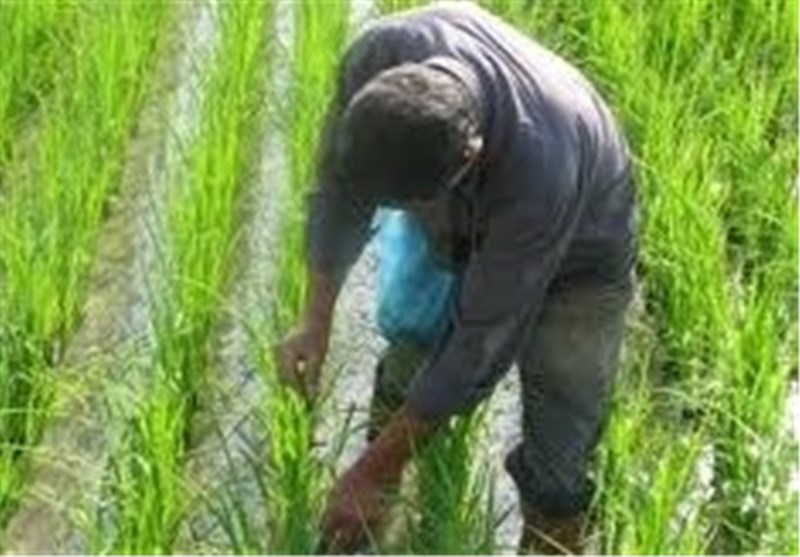 کشاورزان مازنی خزانه‌گیری برنج را زودتر انجام دهند