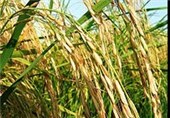 85 درصد برنج مزارع شالیزاری مازندران آماده برداشت شد