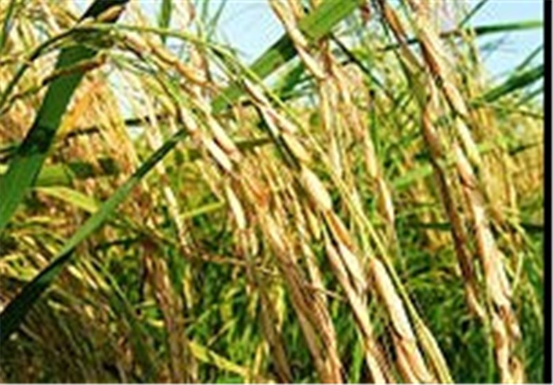 برنج گیلان به قطر صادر می‌شود