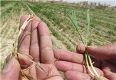 خشکسالی 619 میلیارد تومان به بخش کشاورزی خراسان جنوبی خسارت زد