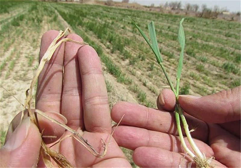 خشکسالی به 90 درصد زمین‌های زراعی دیم مانه وسملقان خسارت وارد کرد