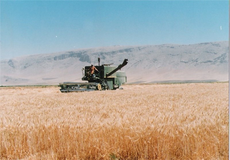 طرح بهزراعی گندم دیم در قزوین اجرا می‌شود