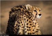 2 «یوز» تا انقراض/ کمتر از 40 یوزپلنگ در کل ایران باقی مانده است