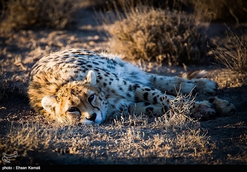 یوزپلنگ ایرانی , اخبار استان سمنان , تسنیم , 