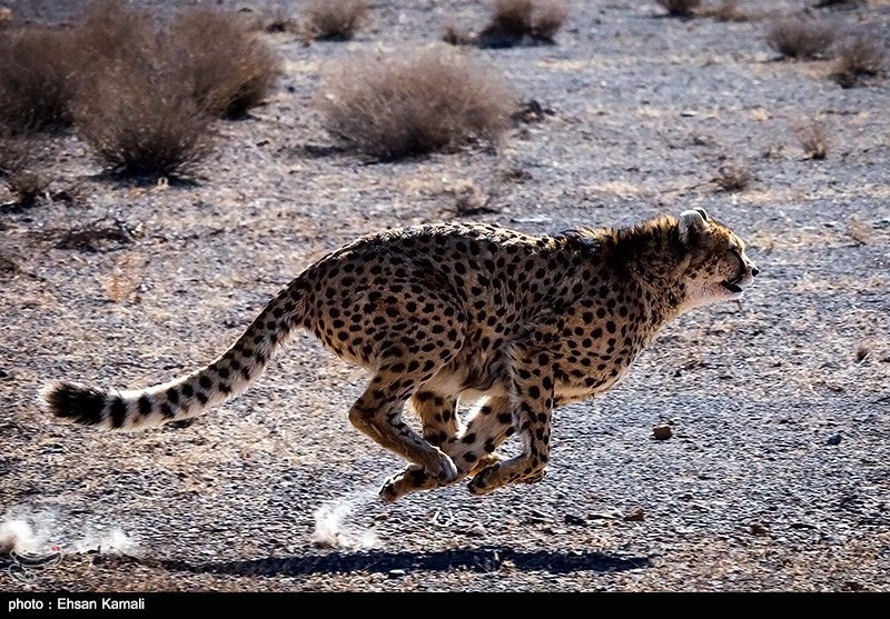 یوزپلنگ ایرانی , اخبار استان سمنان , تسنیم , 