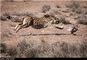بیش از 18 مورد یوزپلنگ ایرانی در منطقه استان سمنان ثبت‌ شده است