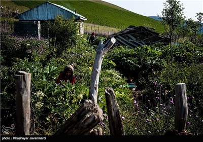 طبیعت بهاری ییلاق شکردشت تالش