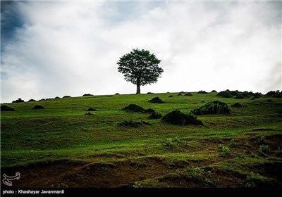 طبیعت بهاری ییلاق شکردشت تالش