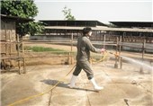 جلوگیری از شیوع بیماری لمپی اسکین در دامداری‌های شهرستان صومعه‌سرا