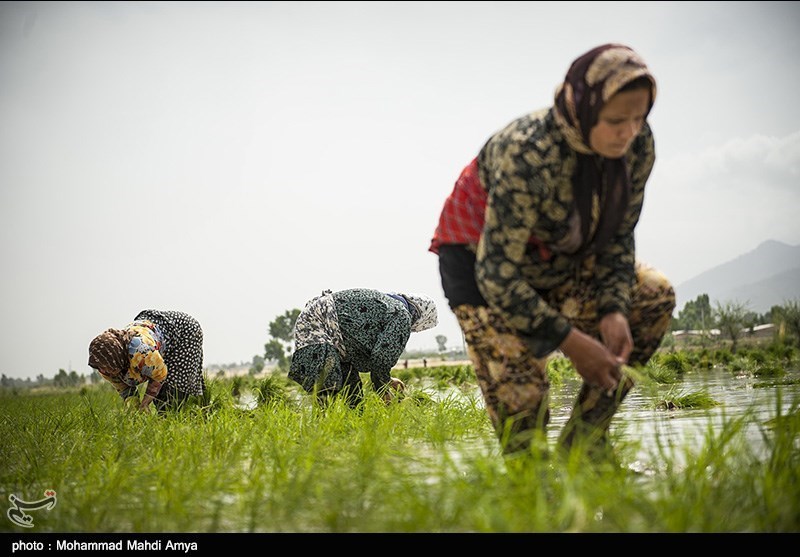 رشت| کاهش تقویم زراعی کاشت برنج در استان گیلان به 25 روز