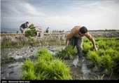 واحدهای کشت برنج اصفهان تعطیل شد/ اجرای برنامه‌های توسعه فراوری محصولات کشاورزی