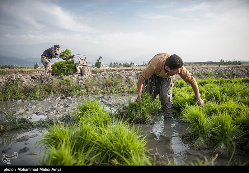 واحدهای کشت برنج اصفهان تعطیل شد/ اجرای برنامه‌های توسعه فراوری محصولات کشاورزی