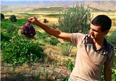 500 تن انگور یاقوتی از تاکستان‌های سیروان برداشت می‌شود