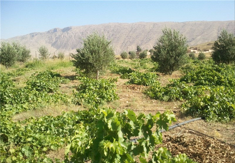 قزوین| تنها 17 درصد از باغات انگور تاکستان بیمه است