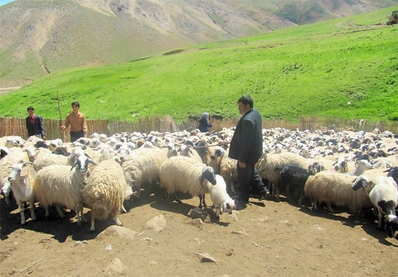 میزان دام عشایر استان کرمان به سبب خشکسالی‌ کاهش یافته است