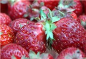 حدود 6 هزار تن توت فرنگی در رامیان تولید می‌شود