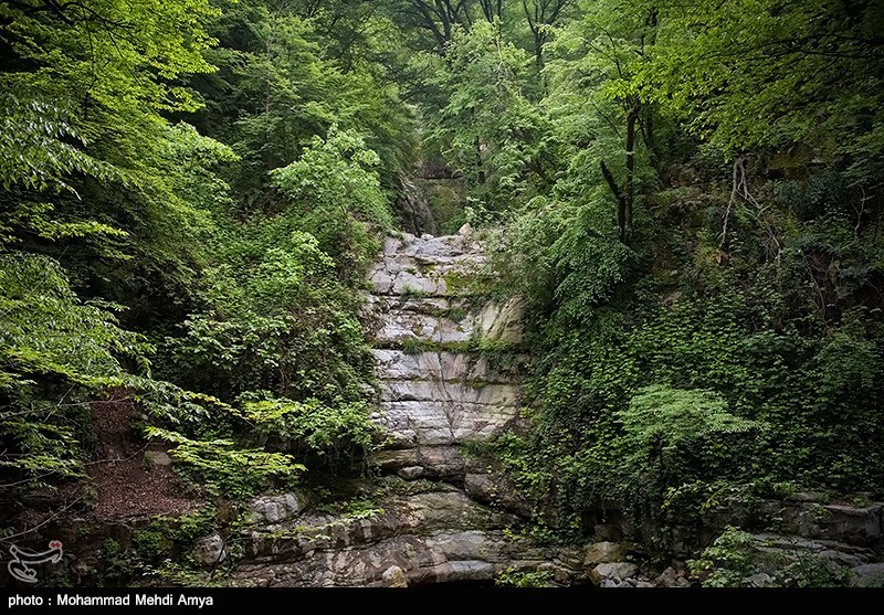 جنگل شیر آباد خان ببین - گلستان